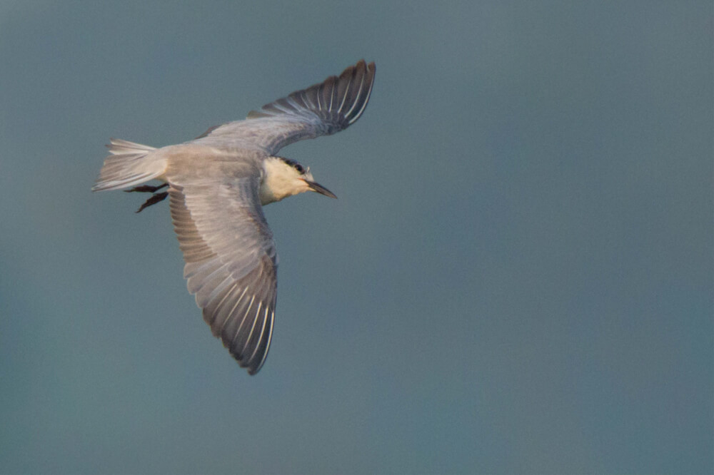 most-beautiful-bird-photo-sequence-by-punnia-jones
