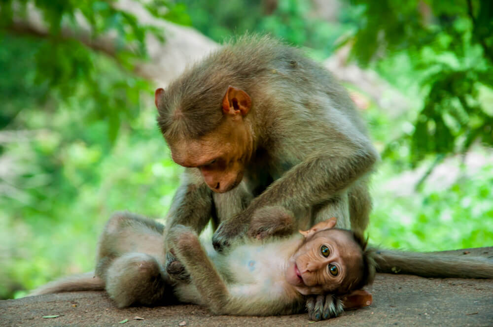 best-monkey-photos-photomentor