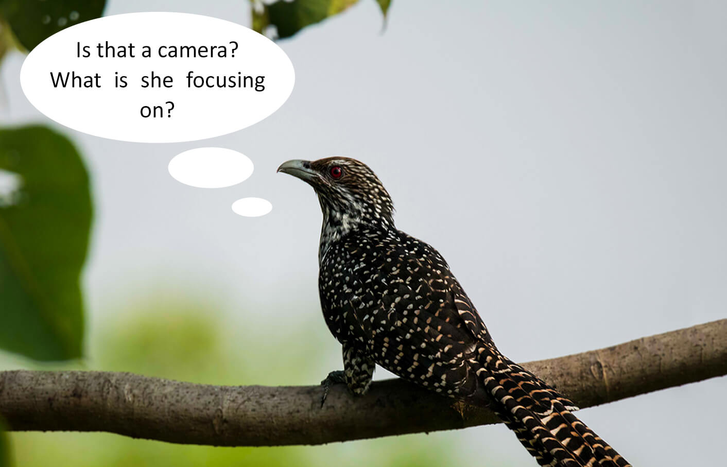 bird-photography-photomentor