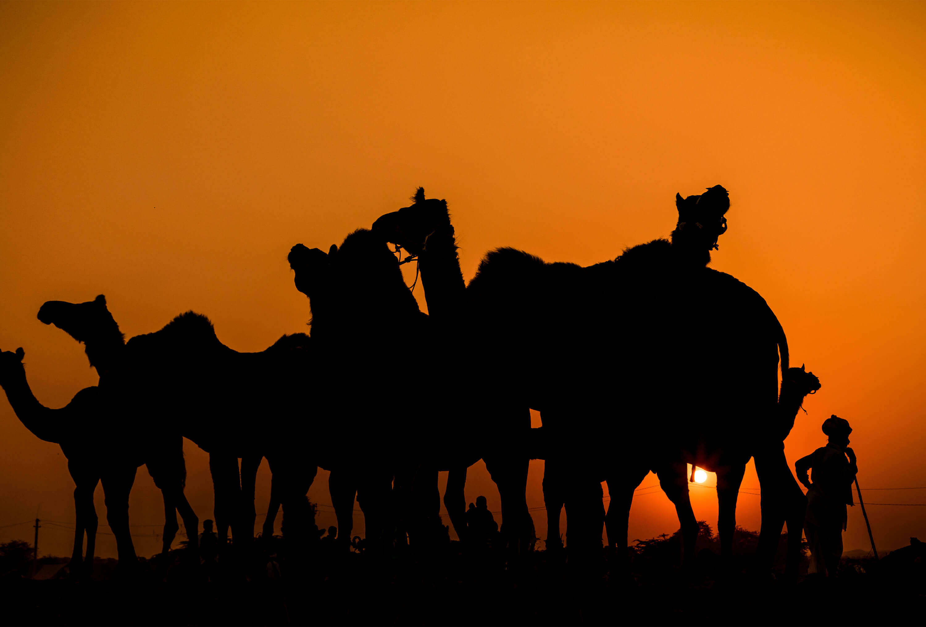 beautiful-camel-fair-photos-photomentor