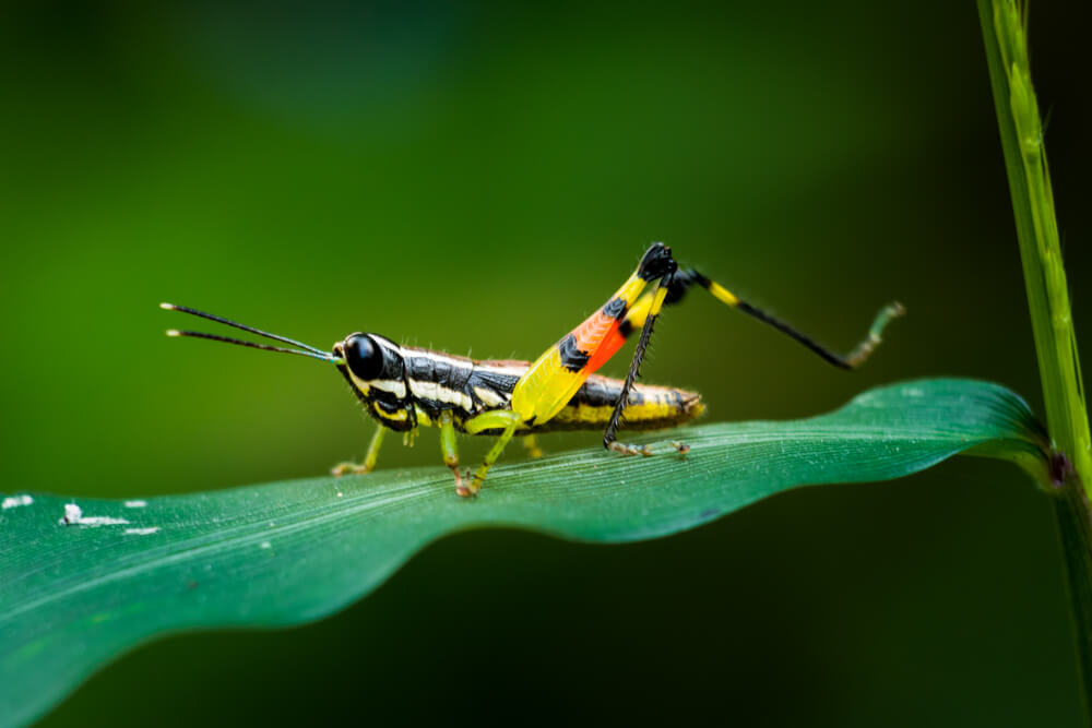 grass-hopper-photos-wild-insects-photos-photomentor
