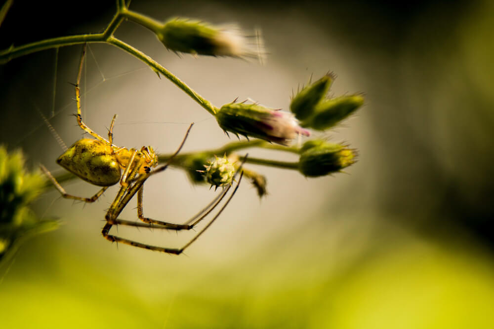 spider-photos-photomentor