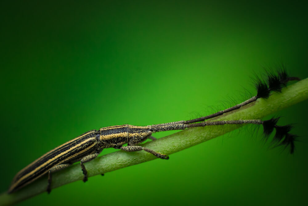 best-wild-insects-photography-batocera-lamondi