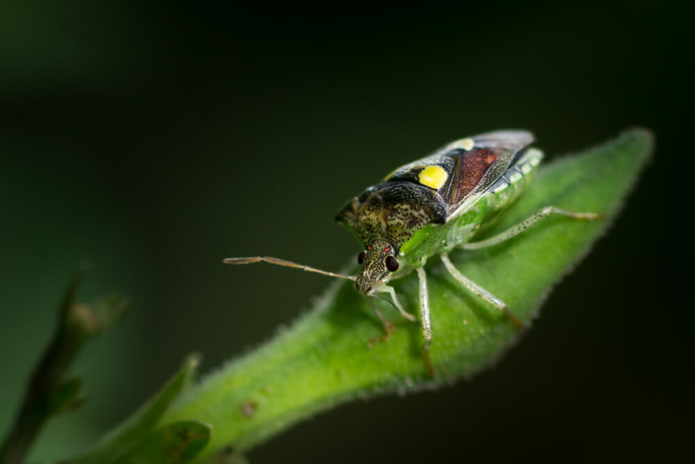 bug-insect-squash-bug-photomentor