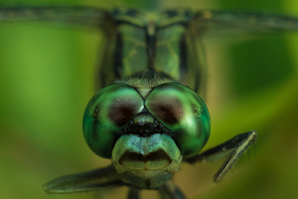 close-up-photography-insects-photomentor