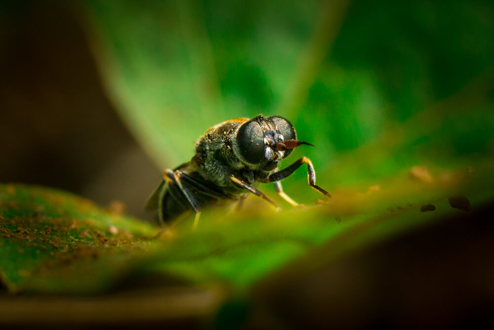 kerala-insects-digger-wasp-photomentor
