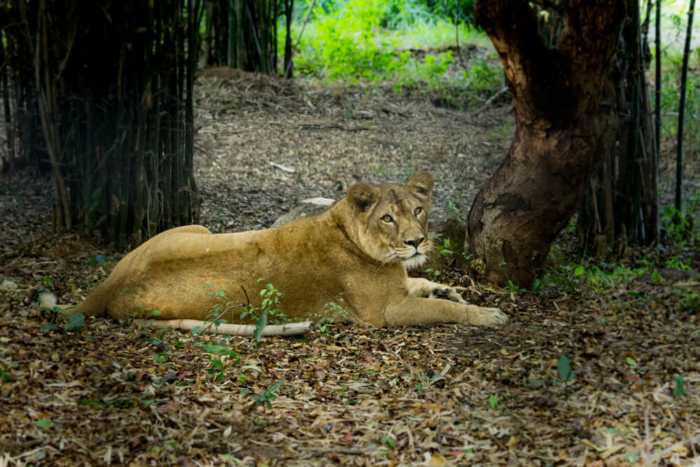 lion-images-hd-photomentor