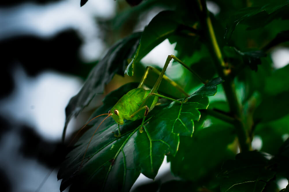 macro-insect-photos-leaf-hopper-photomentor