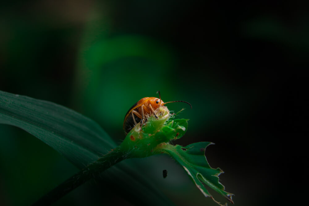 macro-lens-photography-leaf-beetle-photomentor