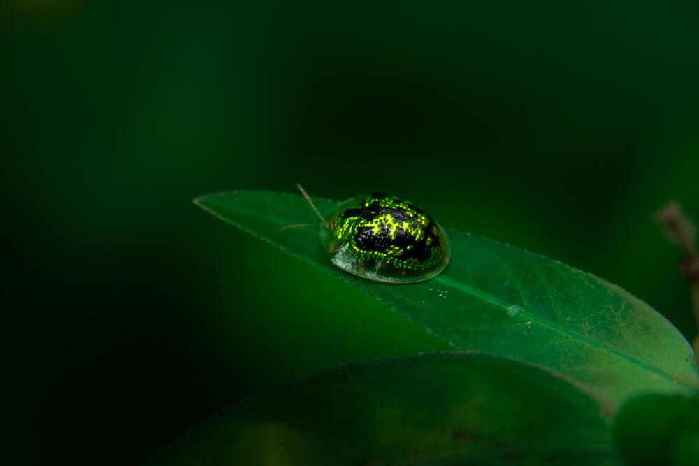 macro-photography-mottled-tortoise-beetle-photomentor