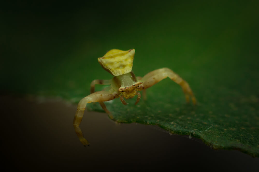 rare-macro-photos-crab-spider-photomentor
