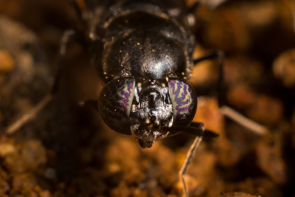 wild-insects-of-kerala-black-wasp-photomentor