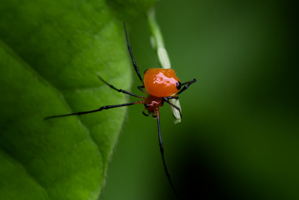 wild-insects-photos-theridula-angula-photomentor