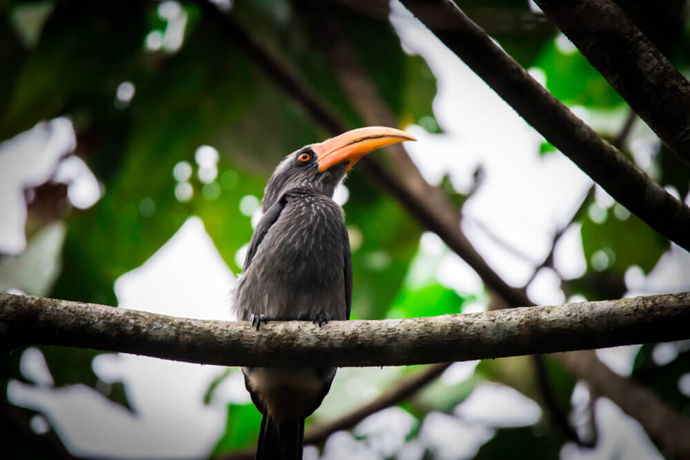 birds kerala photomentor