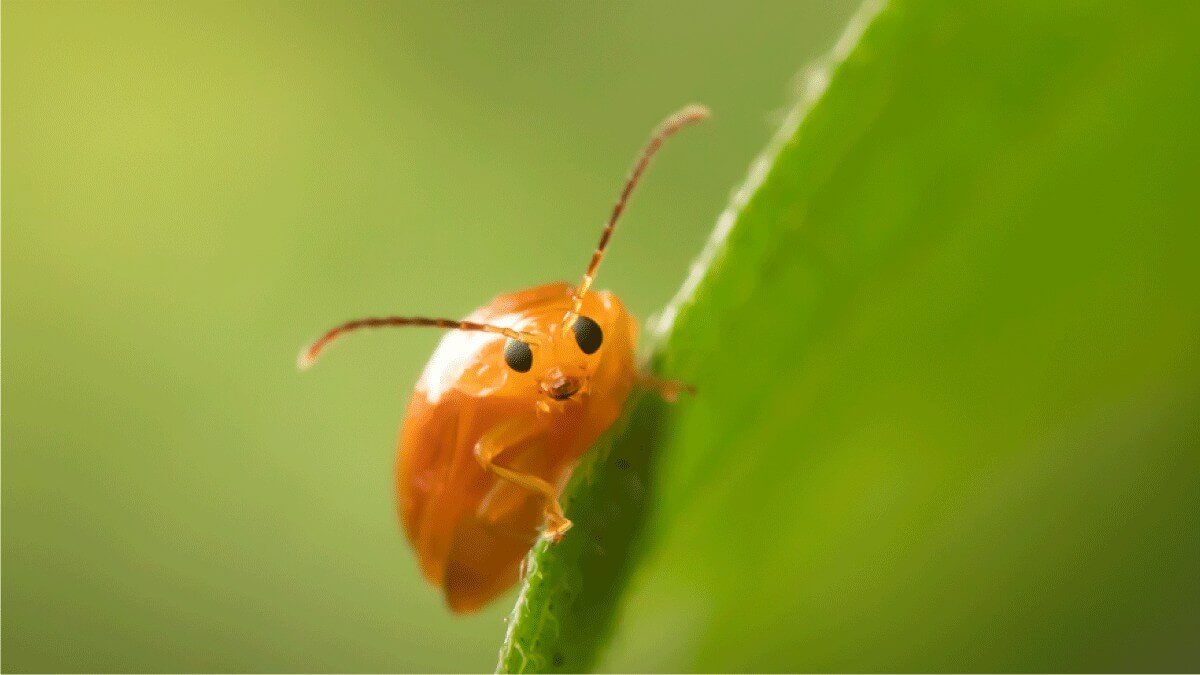 The Macro Zone | Insect Photography | Vinay G M | Creative Hut