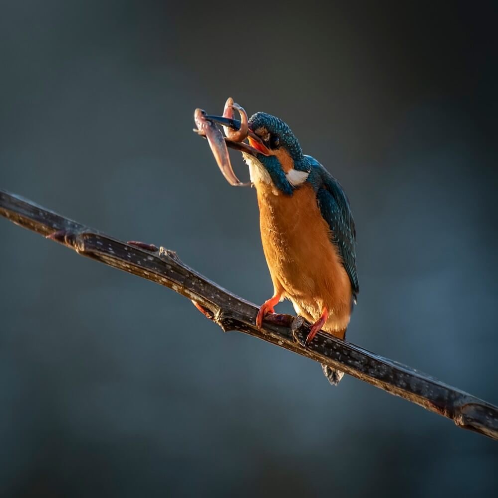 Wildlife Photography Information