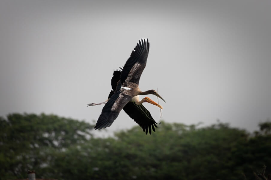 flyingtogether wildlifephotography birdphotography paladugurajasekhar guntur andhrapradesh