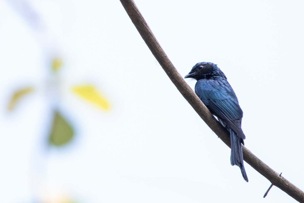 A bird of drongo family found in southern Asia