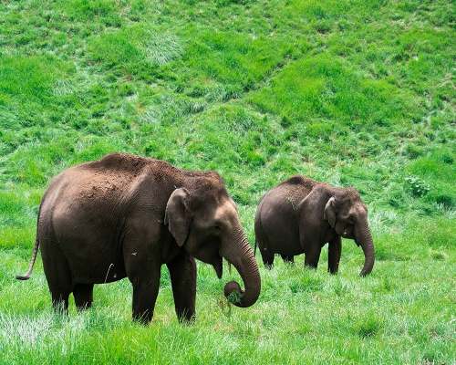 Elephants grazing in the grassfields of Munnar