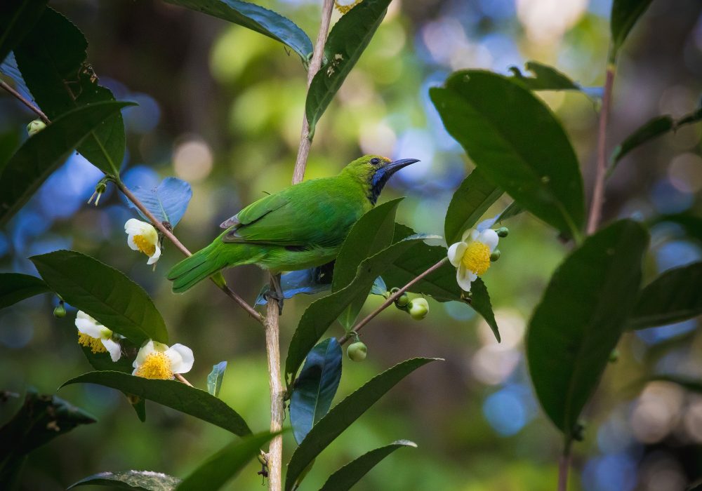 Jerdon's-leafbird-wildlife-photography-anshul sani
