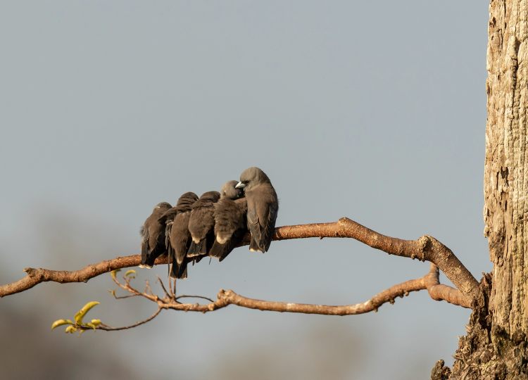 ashy-woodswallow-wildlife-photography-bharathi murugan (2)