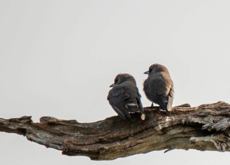 ashy-woodswallow-wildlife-photography-bharathi murugan
