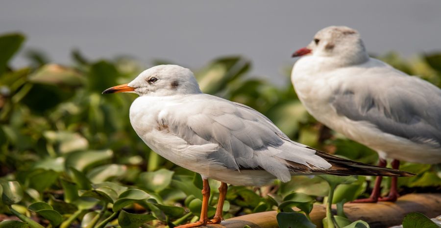 common-gull-wildlife-photography-alan jose
