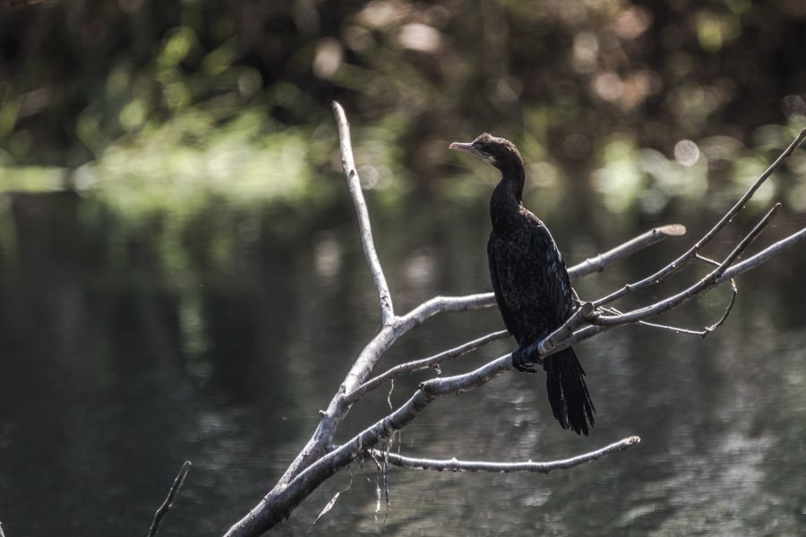 great-cormorant-wildlife-photography-ajayakumar s a