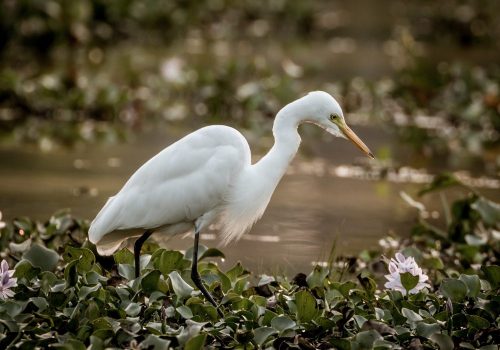 great-egret-wildlife-photography-anshul sani