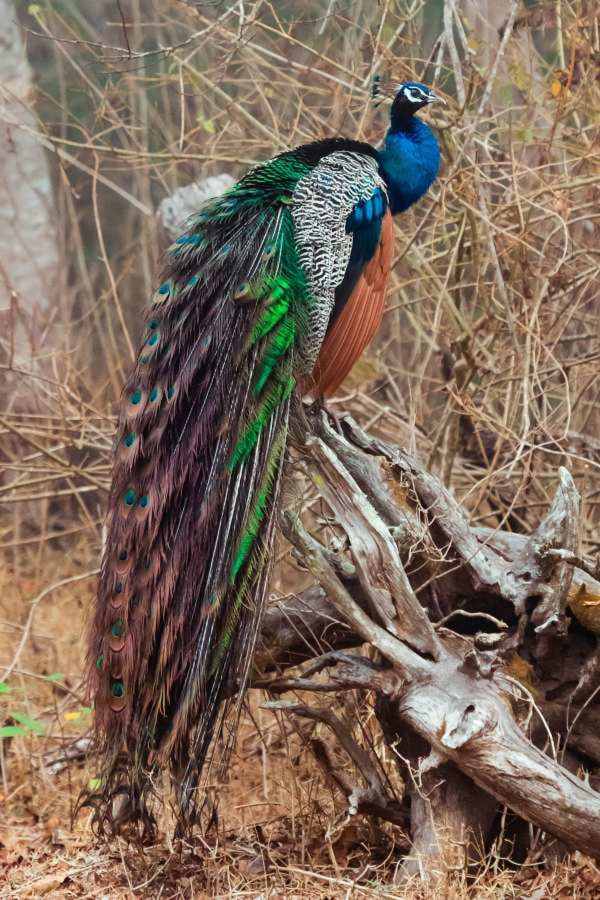 indian-peacock-wildlife-photography-anshul sani