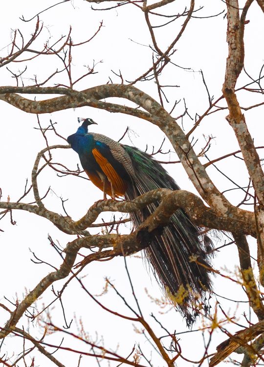 indian-peacock-wildlife-photography-bharathi murugan