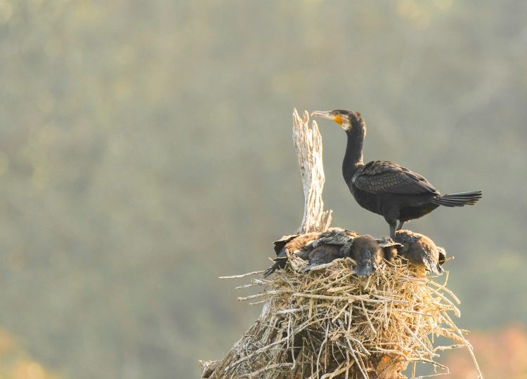 large-cormarant-wildlife-phootgraphy-bharathi murugan