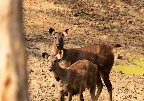 sambar-deer-wildlife-photography-anshul sani