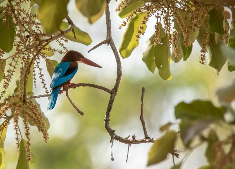 white-breasted-kingfisher-wildlife-photography-bharathi murugan