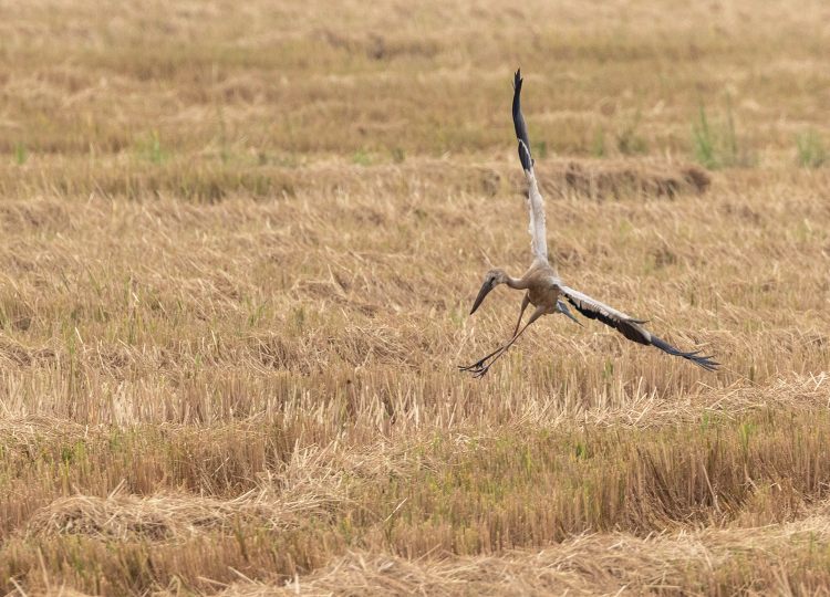 wood-stork-wildlife-photography-bharathi murugan