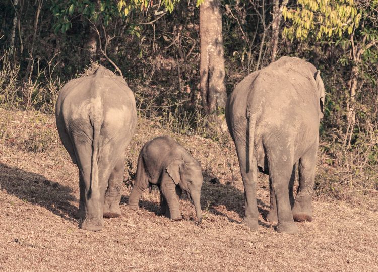 calf-with-parents-wildlife-photography-bharathi murugan