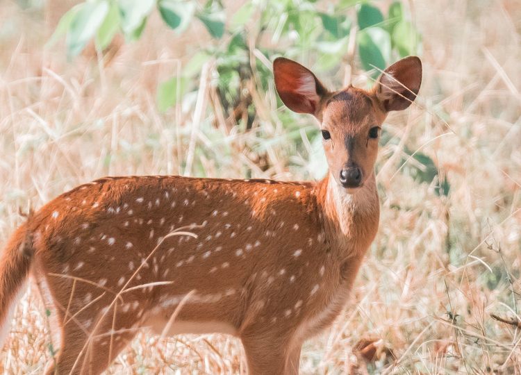 golden-white-dots-wildlife-photography-bharathi murugan