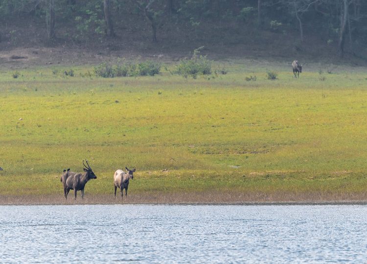 pair-of-sambar-deer-wildlife-photography-bharathi murugan