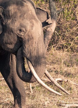 the-tusker-wildlife-photography-bharathi-murugan