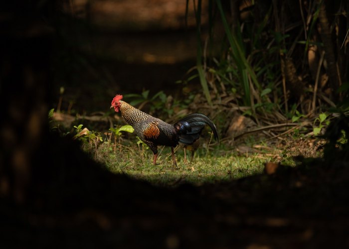 grey-jungle-fowl-birds-photography-geevarghese