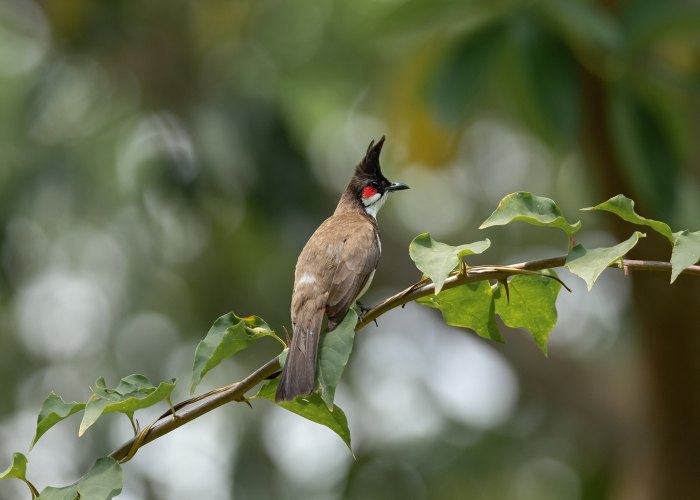 red-whiskered-bulbul-birds-photography-geevarghese