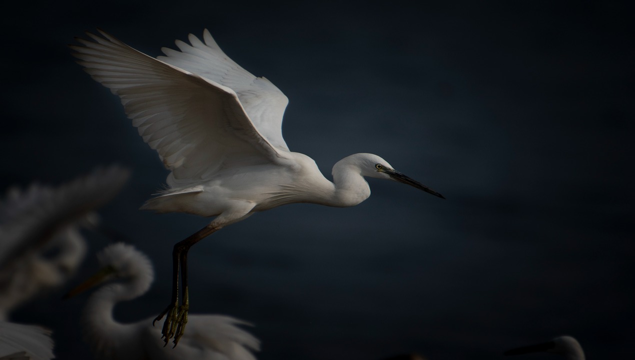 little-egret-birds-photography-sachu