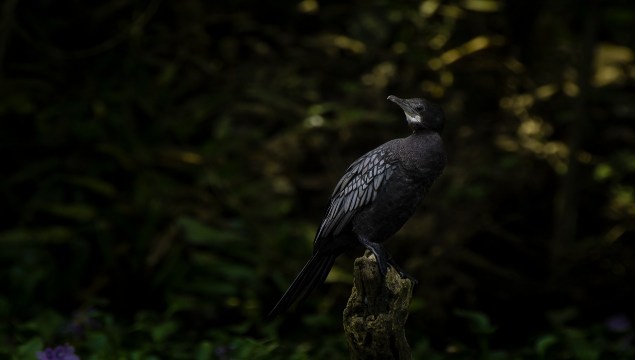 little-black-cormorant-birds-photography-sachu