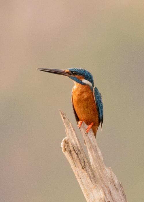 common-kingfisher-udith-ullas