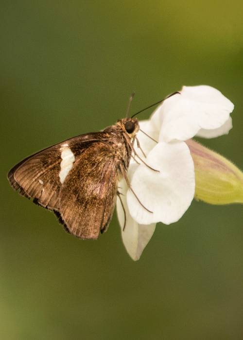 common-banded-demon-udith-ullas
