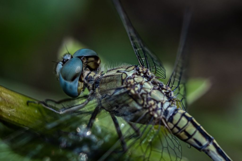 dragonfly-nature-little-helicopter-macro-wildlife-photography-fayid-kannur