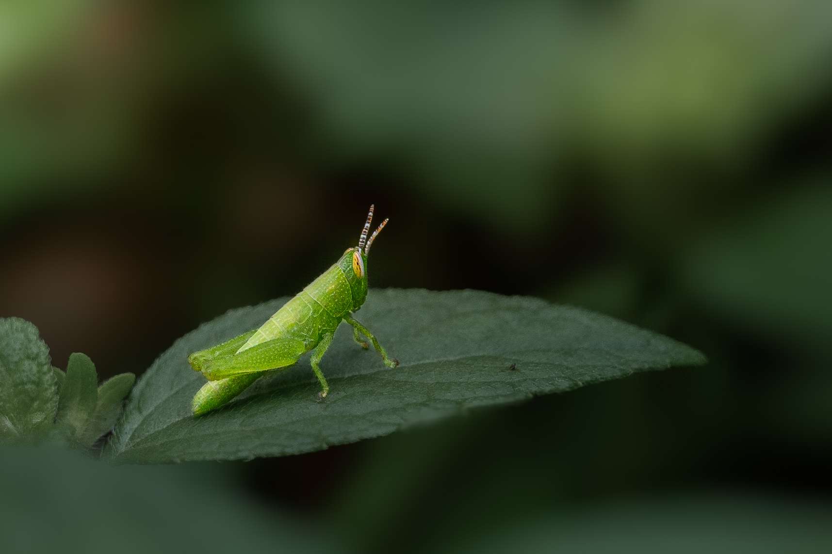 grasshoper-gazette-vasudev