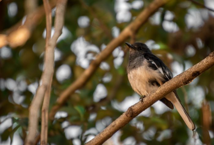 female-oriental-magpie-robin-punit