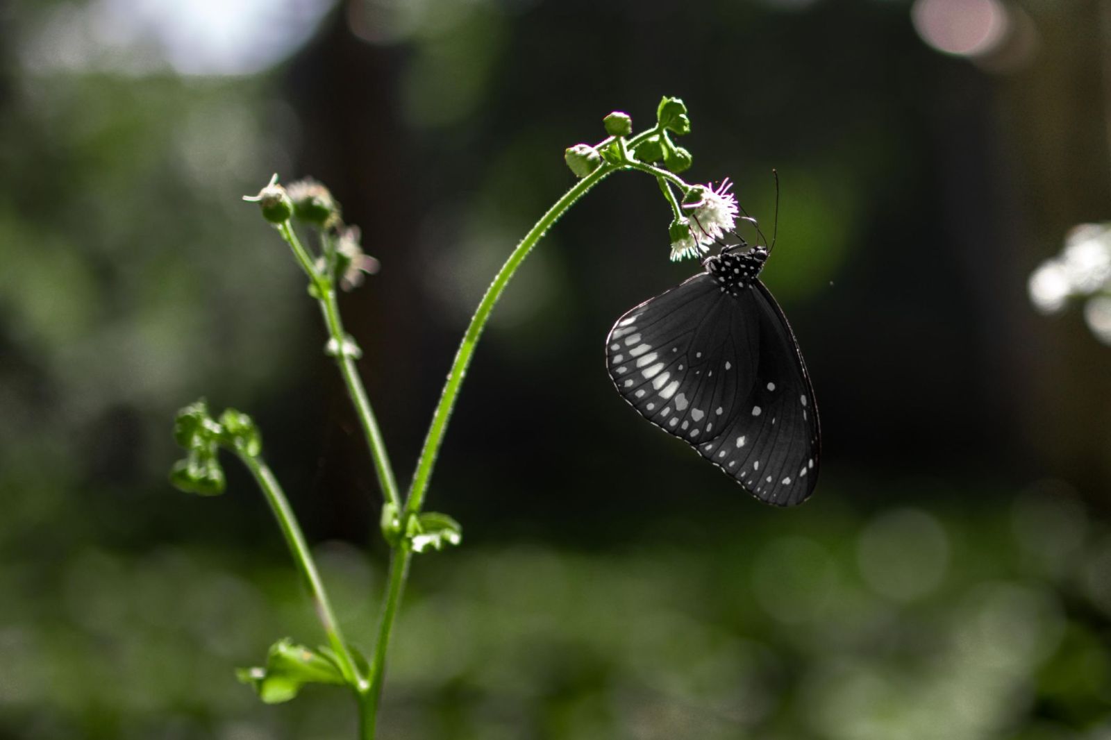 luminous butterfly-prathamesh-aurangabad-creativehut