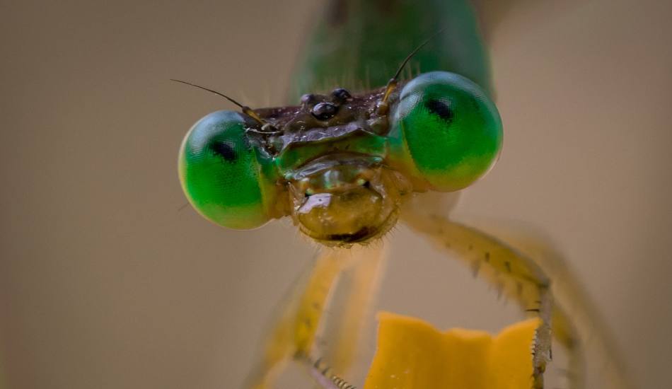 emerald-eyed-dragon-fly-ebin-pj